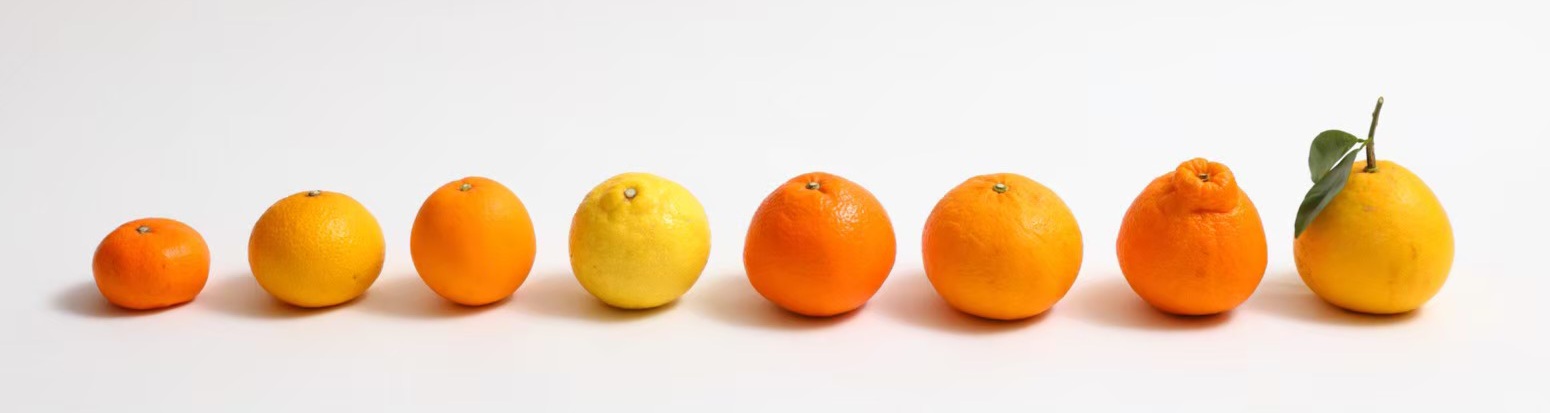 This is the story of a small citrus orchard in Uki-city, Kumamoto Japan.