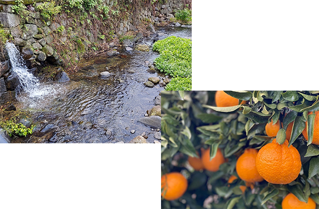 Discerning Dekomikan aiming for a sugar content of 13% or more!