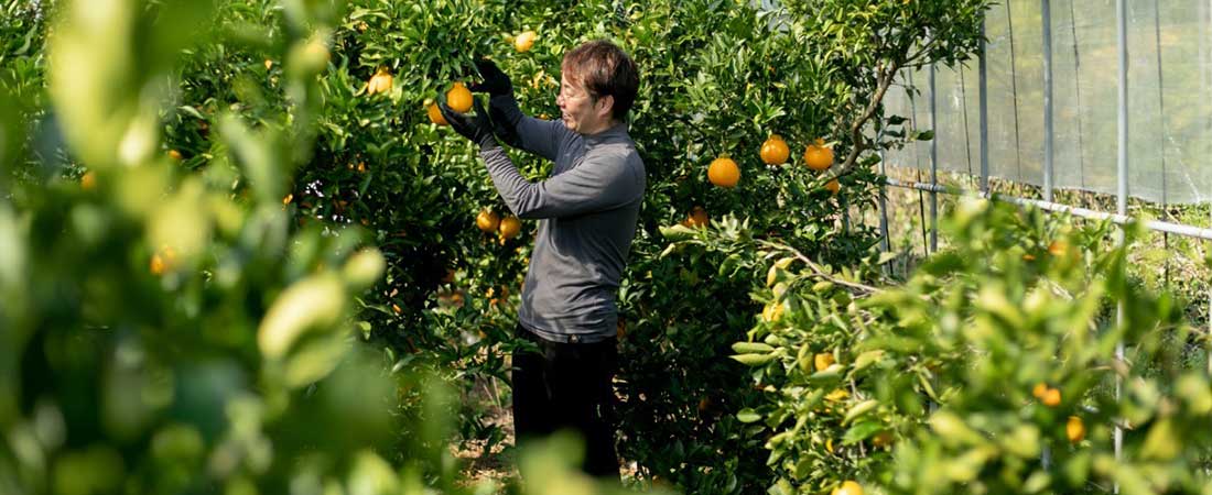 This is the story of a small citrus orchard in Uki-city, Kumamoto Japan.